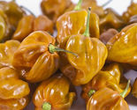 25 Seeds Habanero Mustard Pepper Vegetables Garden - £7.74 GBP