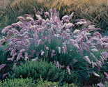 Ruby Grass Fluffy Plumes Grass Ground Cover Melinus 200 Seeds - $5.88