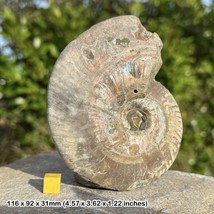 Silver/grey ammonites fossil from madagascar - unique display piece - $46.16