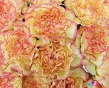 LWK 200 Yellow Pink Carnation Seeds Easy Grow - $12.93