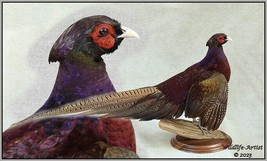 Pheasant Taxidermy Mount Bird Gamebird Feathers Exotic by Wildlife-Artist - £668.48 GBP