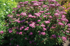 1 Pc Rooted Plant 6&quot; Tall Spiraea Bumalda Ice Dragon Flower Plant | RK - £21.47 GBP