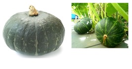 KABOCHA Chestnut Squash Pumpkin 30+ Seeds Sweet nutty flavor Japanese Pumpkin - £22.37 GBP