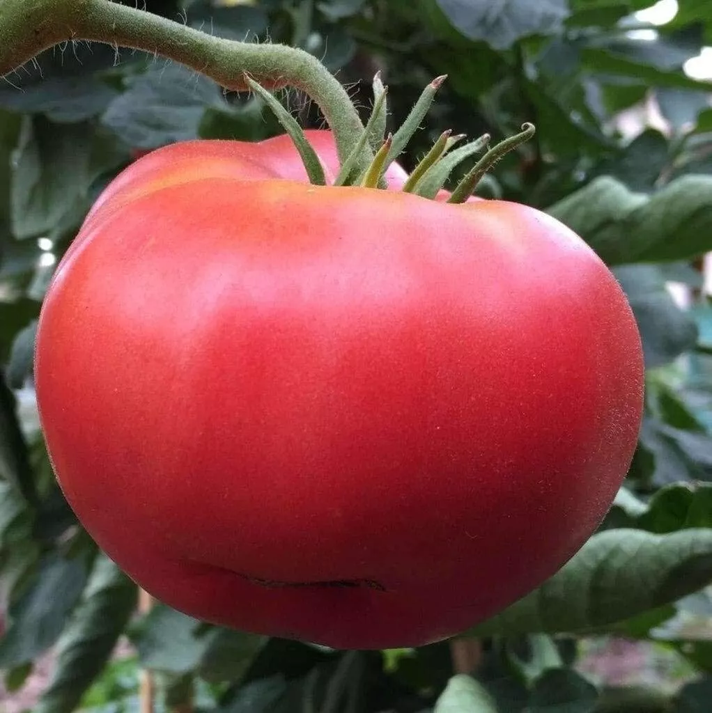 HGBO 10 Seeds Red Ponderosa Tomato Seeds Beefsteak Slicing Vegetagle Garden - $7.57