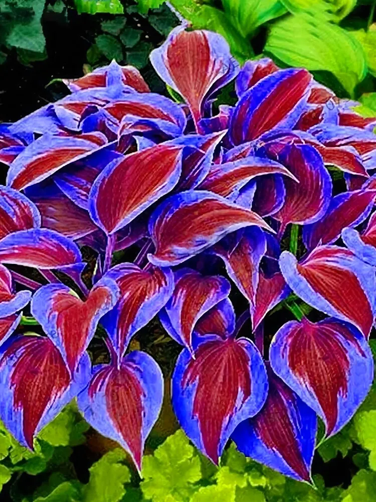 Best Stunning Hosta 100 Seeds Deep Red and Blue-Green Foliage Mix - $10.80