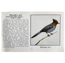 Steller&#39;s Jay Bird Print 1931 Blue Book Birds Of America Antique Art PCB... - $24.99