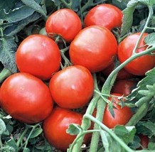 SL 50 Seeds Red Rocket Tomato Tomatoe Vegetable Garden Edible Canning - $3.44