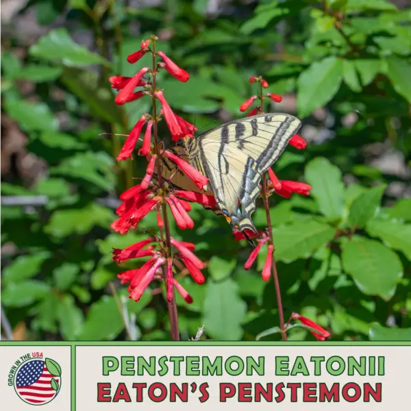 200 Eaton&#39;S Penstemon Seeds Firecracker Beardtongue Bird Butterfly Attractor Gar - £5.14 GBP