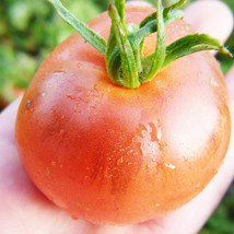 Ship From Us 50 Seeds - Abe Lincoln Tomato Seeds - Heirloom, NON-GMO , TM11 - £13.13 GBP
