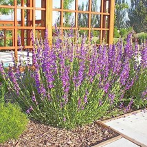 200 Rocky Mountain Penstemon Seeds Wildflower Poor Soils Heat Cold Drought Patio - £10.26 GBP