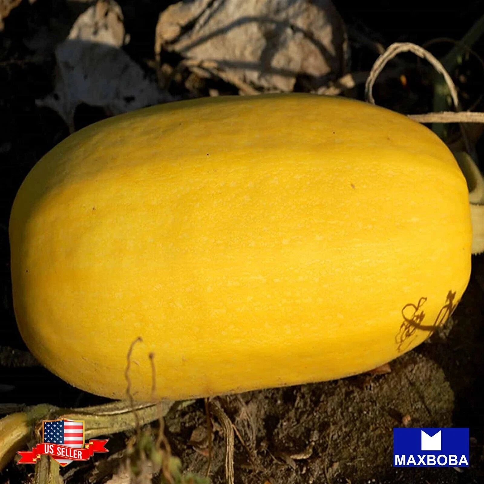 50+ Squash Seeds Winter Spaghetti Non-GMO Heirloom Vegetable BOGO 50% OFF - $10.70