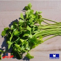 Non Gmo Chinese Celery Seeds Light Green Heirloom Home Garden - £4.65 GBP