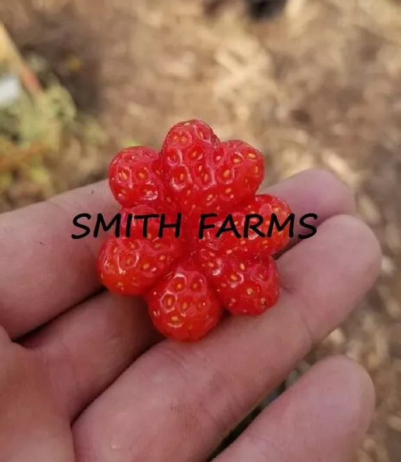 200 Seeds Red Heart Strawberries Strawberry Shaped Fruit Fast US Shipping - $13.37 CAD