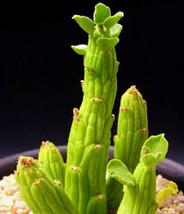 Monadenium ellenbeckii exotic euphorbia african cactus hang cacti seed 5 seeds - $8.99