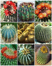 BARREL CACTUS VARIETY mix exotic globular ball cacti rare flower seed 20... - $167.21 MXN