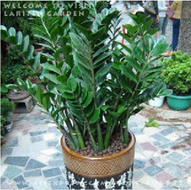 1 Hermetic Pack 50 Seeds Zamioculcas Zamiifolia Money Tree The Seeds Like Money  - $29.58