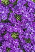 Moss Verbena Ground Cover Seeds (Verbena Tenuisecta) 100+Seeds Usa Seller - £14.49 GBP