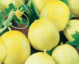 Lemon Cucumber Seeds 50 Vegetable Garden Culinary Salad Pickling Fast Sh... - $8.99