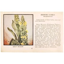 Great Mullein Wild Flower 1932 Antique Color Plate Print Irving Lawson E86B - £18.75 GBP