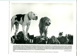 Homeward BOUND-8x10 PROMO-TWO Dogs And A CAT-WALT Disney Pictures Vg - £24.40 GBP