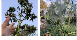 5+” Tall Agave Tree young plant Pot 3 Gift - $24.99