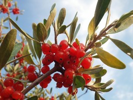 AW 20 Silver Buffaloberry Shepherdia Argentea Red Native Bullberry Seed ... - $10.79