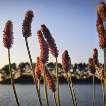 1000 Creeping Meadow Foxtail Garrison Alopecurus Arundinaceus Cool Season Moist  - $14.90