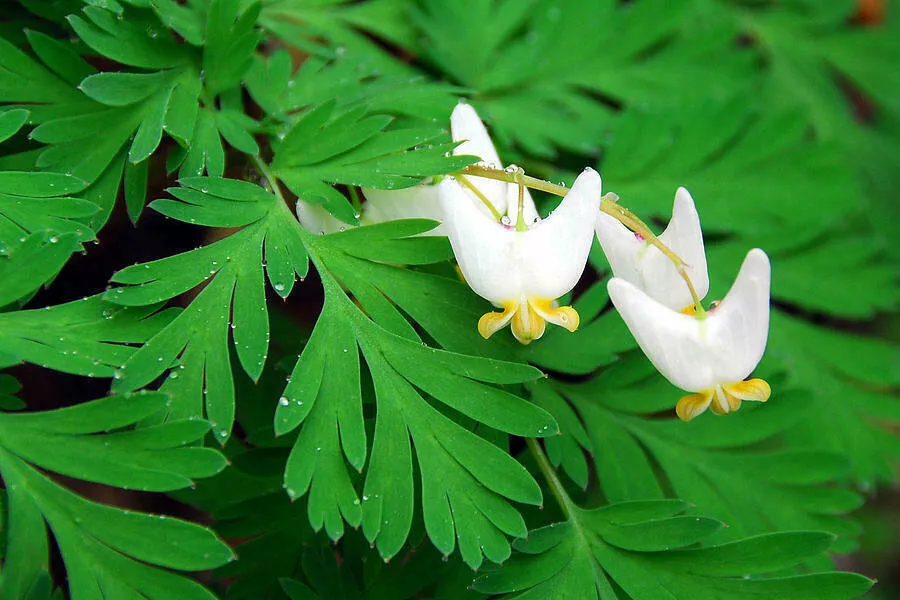 5 Dutchman&#39;s Breeches Bulbs/Root Systems Bleeding Heart Dicentra cucullaria - $55.87