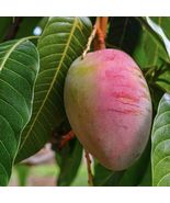 Live Plants Mango Tommy Atkins (mangifera) live Tropical Fruit Tree 12”-24&quot; - £44.05 GBP