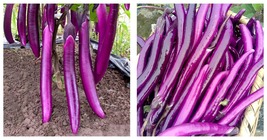 300 Purple Pleasure Hangzhou Eggplant Seeds - Slim And Tasty International Ship - £16.98 GBP