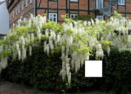Wisteria sinensis Alba, grafted, 6-8 inches tall RARE ITEM - £31.13 GBP