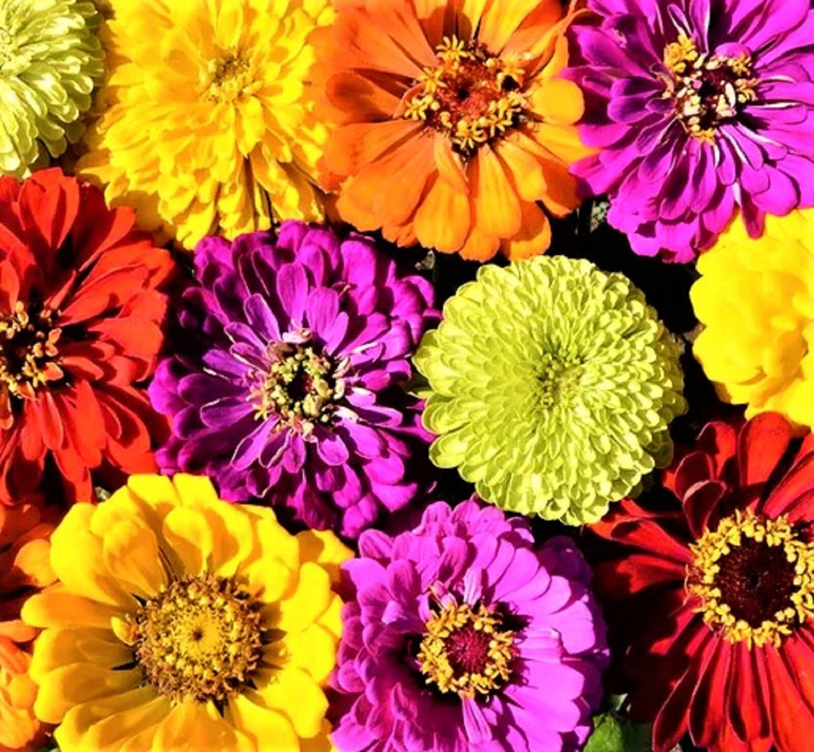 Confetti Zinnia Seed Mix 100+ Seeds NON-GMO  - $8.34