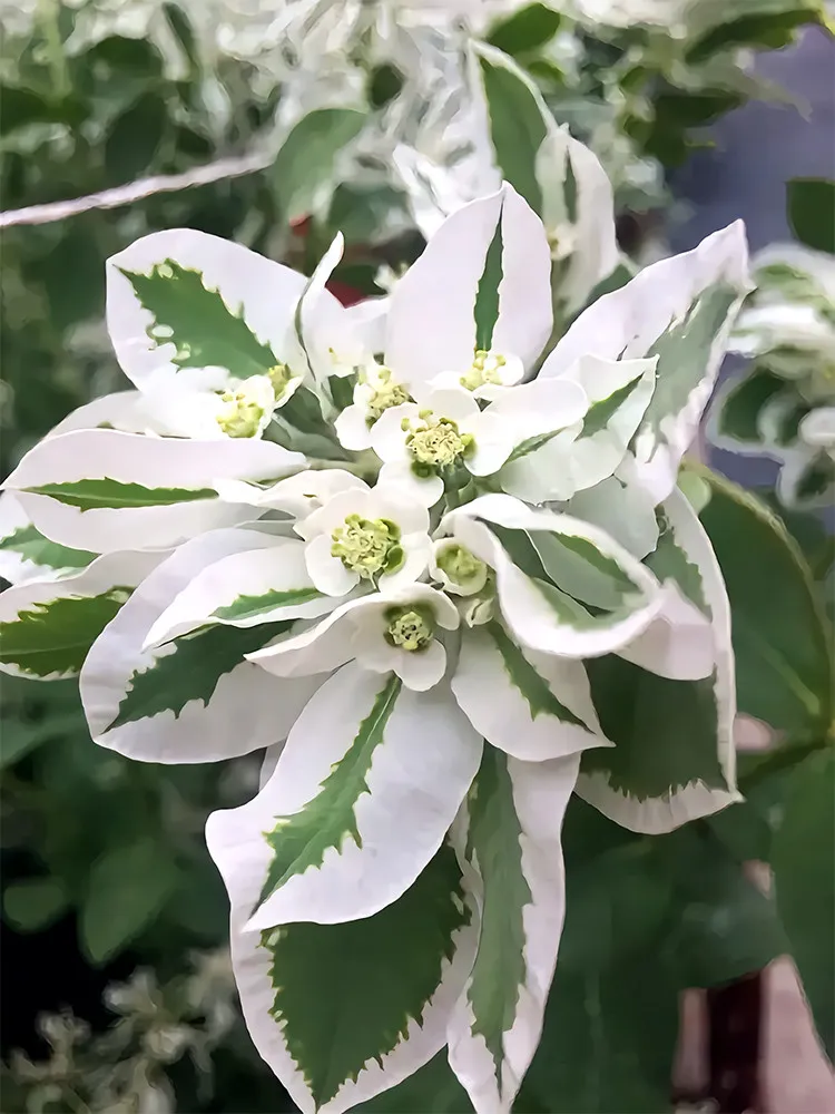 500 seeds Snow-on-the-mountain Seeds Euphorbia marginata, are versatile plants  - £14.84 GBP