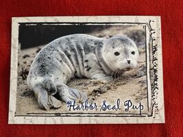 Oregon Postcard Harbor Seal Pup Northwest Coast NEW Unposted - $3.99
