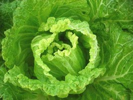 MICHIHILI NAPA Chinese CABBAGE  Vegetable Bok Choy Seeds - $3.45+