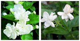 20 pcs/Bag Arabian Jasmine Pure White Jasmine Plant Beautiful Bonsai FlowerPlant - £14.22 GBP