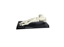 Geigy Pharmaceuticals Resin Foot Anatomical Model Skeleton Collectible  - $54.45
