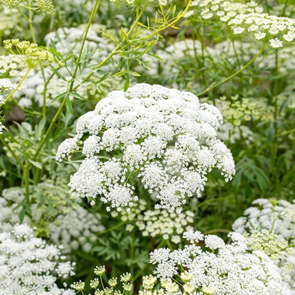 New 2000 seed Bishop&#39;s Weed, Ammi visnaga - £10.16 GBP