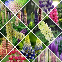 New Fresh Mixed 12 Types Of Russell Lupine Dull Ice Flowers 20 Seeds Lig... - $3.72
