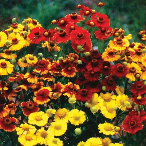 SEPTH 100+ Autumn Sneezeweed Daisy &#39;Sunshine Hybrids Mix&#39; Seeds - Helenium autum - $9.52