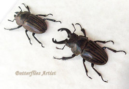 Fighting Stag Beetles Odontolabis Striata Pair RARE Framed Entomology Shadowbox - £71.93 GBP