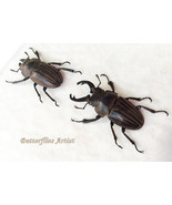 Fighting Stag Beetles Odontolabis Striata Pair RARE Framed Entomology Sh... - $122.54 CAD