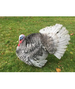 4+Blue slate turkeys  Hatching Eggs- Excellent Herritage Breed! - £28.84 GBP