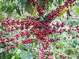 HSE Generic Coffee Seeds for Planting(30 Seeds) - $13.89