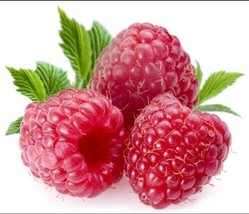GIANT SWEET TULAMEEN RASPBERRY 100 SEEDS MEDICINAL ANTIOXIDANT FIBRE - $3.75