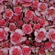 seeds Red Dragon&#39;s Blood Sedum Succulent  - £3.19 GBP