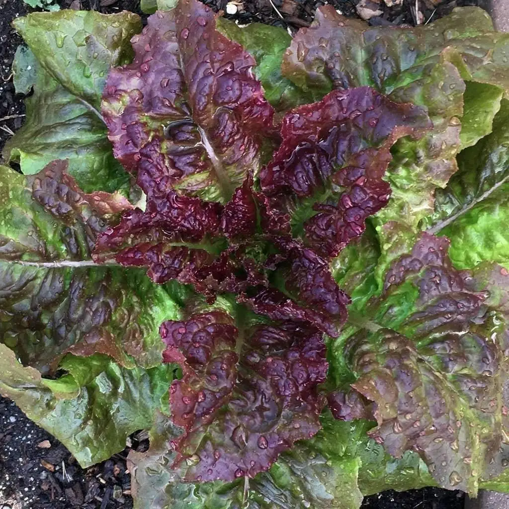 Prizehead Lettuce Vegetable Salad Garden NON GMO 600 Seeds  - $9.60