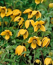 35 Golden Clematis Seeds Clematis tangutica Radar Love Helios - $11.90