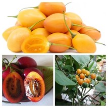 Tamarillo Package - Sortiment - 3 Variety - 30+ Seeds - V 114 - £3.13 GBP