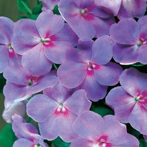 25  Impatiens Semences Florales / Accent Bleu Lavande/ Hardy Abat-Jour Annual - £11.29 GBP